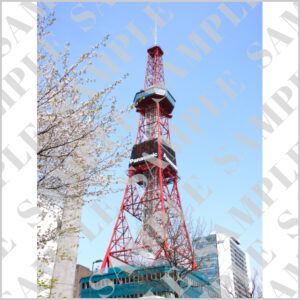 さっぽろテレビ塔の桜・創成川