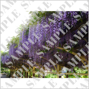 札幌・美園の藤の花