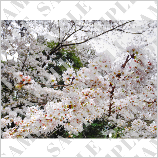 くもり空に咲く桜