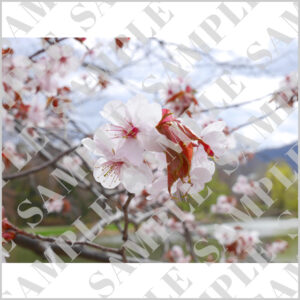 中島公園の桜アップ