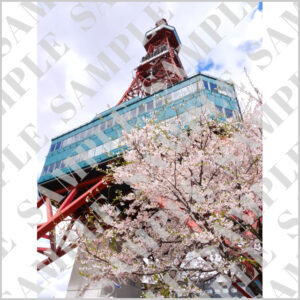 さっぽろテレビ塔と桜