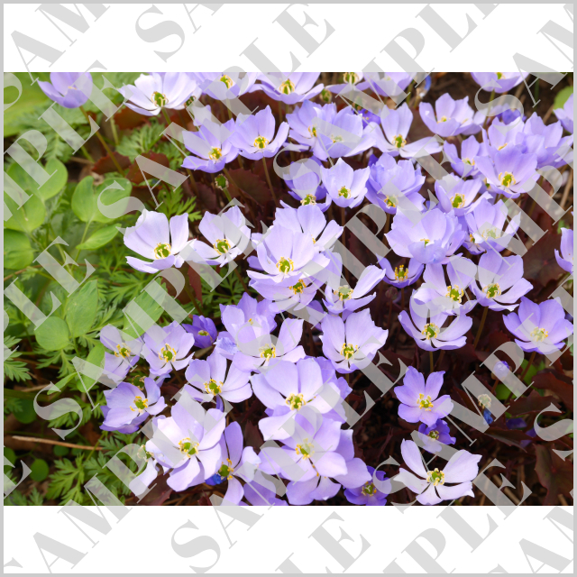 札幌のタツタソウ