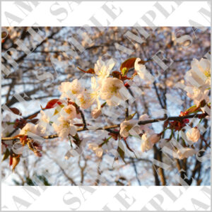 北海道大学の夕日に照らされる桜