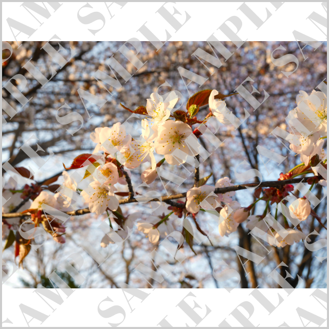 北海道大学の夕日に照らされる桜
