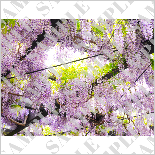 札幌・天神山緑地の藤の花