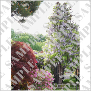 札幌・天神山緑地の藤の木