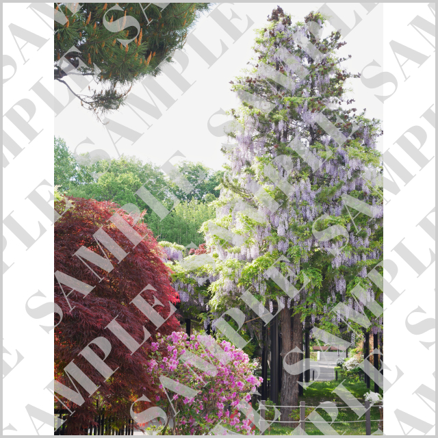 札幌・天神山緑地の藤の木