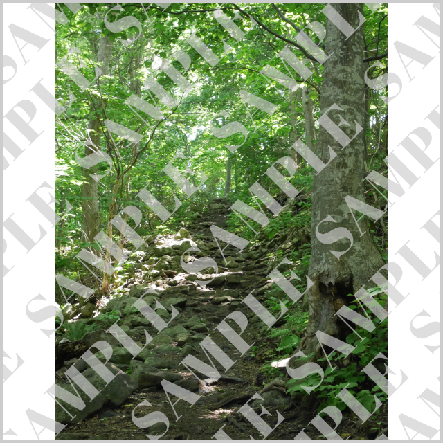 札幌・円山公園登山道（縦）