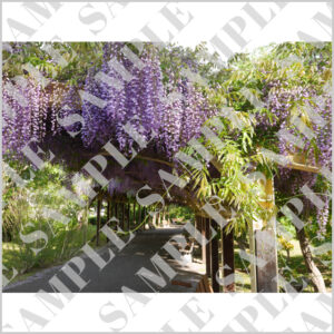 札幌・美園の藤の花トンネル