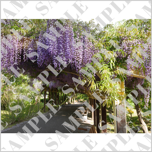 札幌・美園の藤の花トンネル