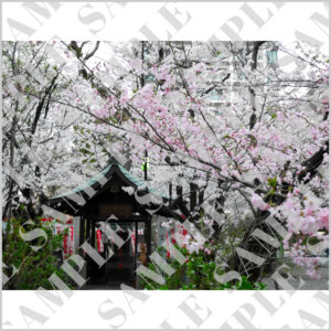 若宮龍神社の桜